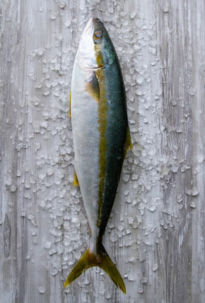Fishalicious Fish Market - Fresh Fish - Cape Yellowtail