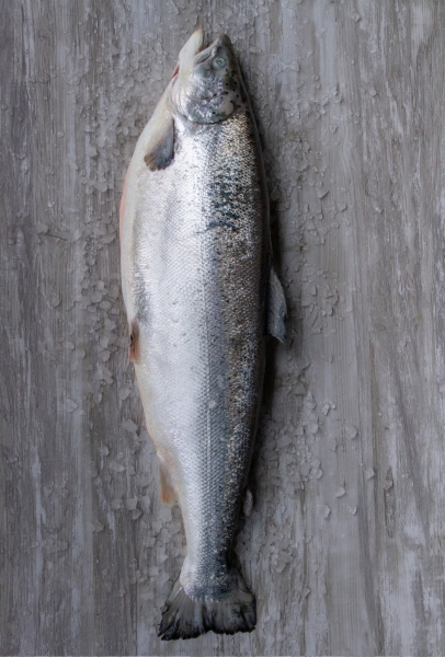 Fishalicious Fish Market - Fresh Fish - Norwegian Salmon