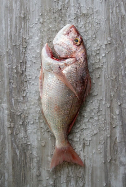Fishalicious Fish Market - Fresh Fish - Santer