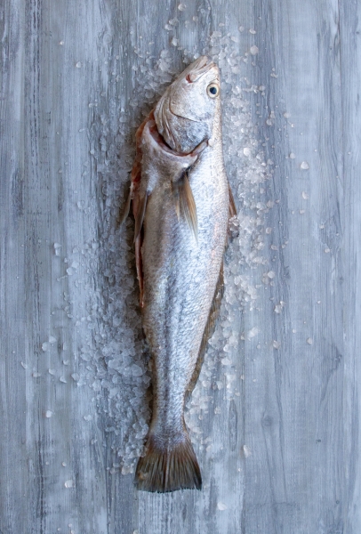 Fishalicious Fish Market - Fresh Fish - Cob