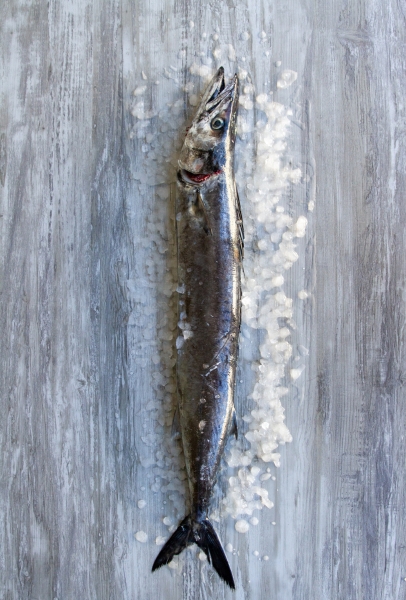 Fishalicious Fish Market - Fresh Fish - Snoek