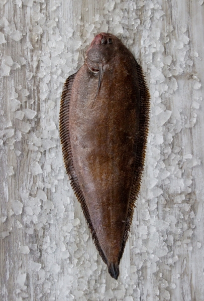 Fishalicious Fish Market - Fresh Fish - East Coast Sole