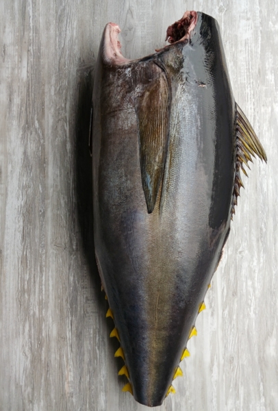 Fishalicious Fish Market - Fresh Fish - Tuna