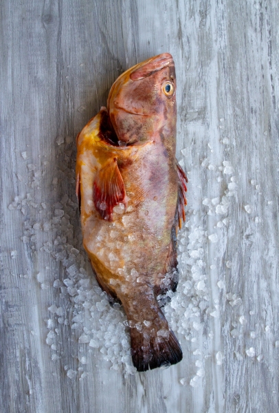 Fishalicious Fish Market - Fresh Fish - Yellowbelly Rock Cod