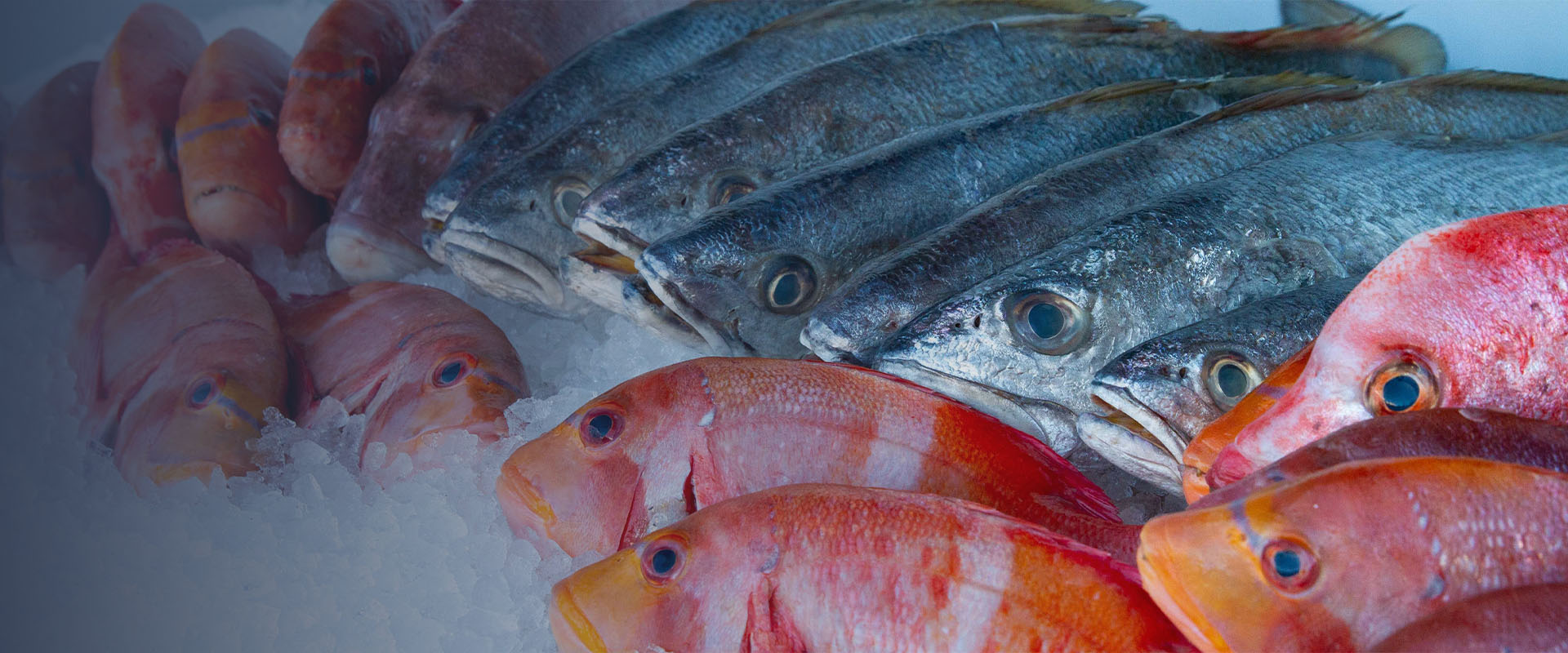 Fishalicious - Fresh Fish Market in George, South Africa