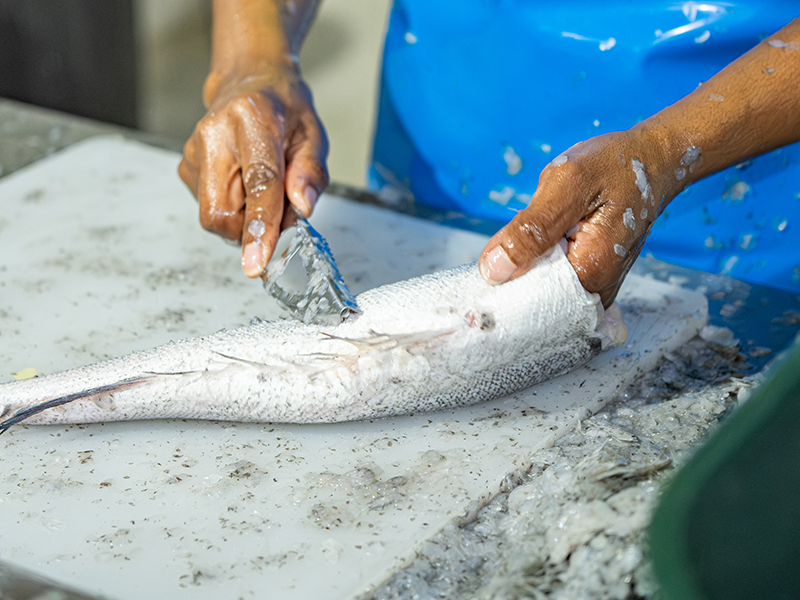 Processing Service at Fishalicious