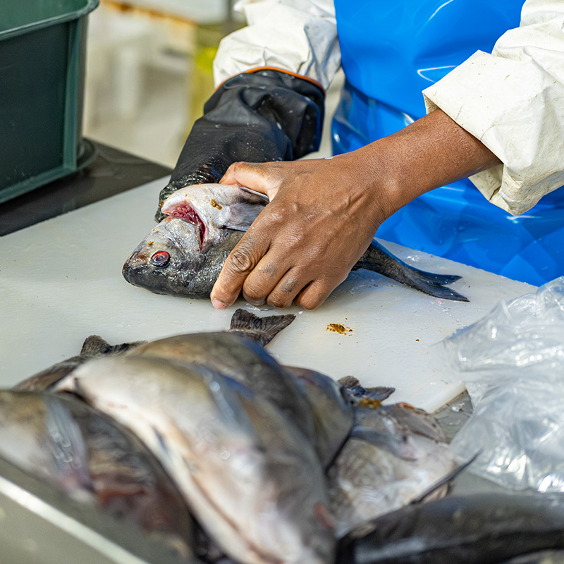Our processing team at Fishalicious