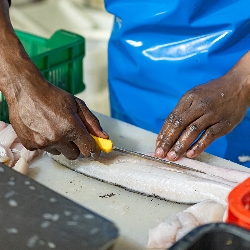 Our processing team at Fishalicious