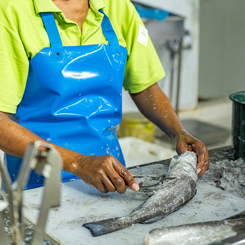 Our processing team at Fishalicious