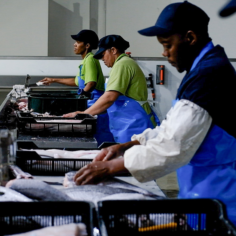 Our processing team at Fishalicious